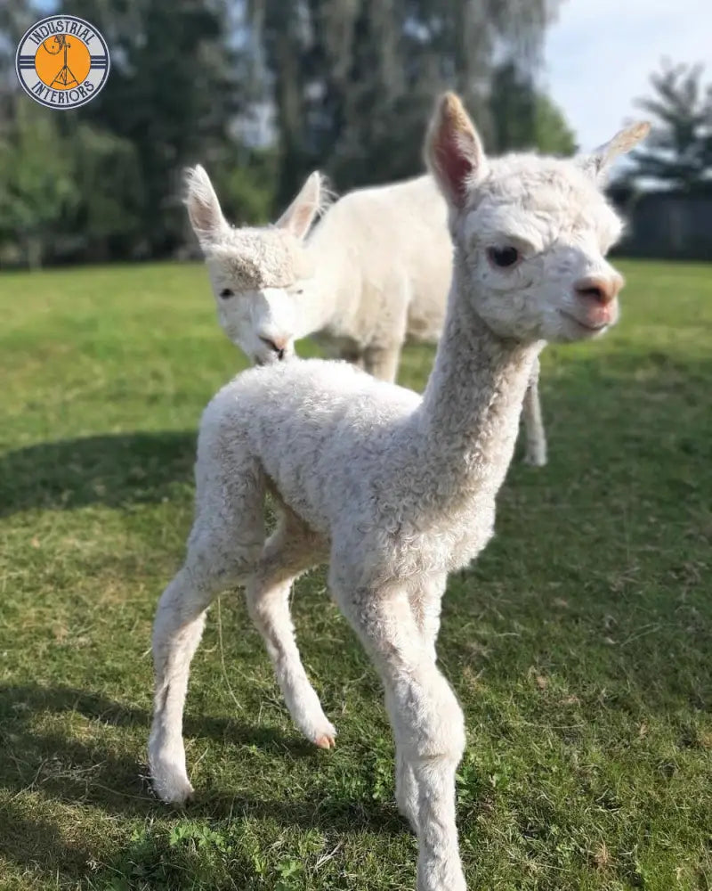 Alpacosy Mattress Topper Topper